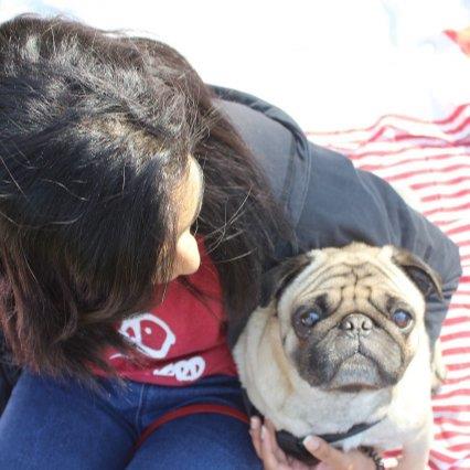 Doggy Companion  dog boarding Dubai better than kennels and dog hotels