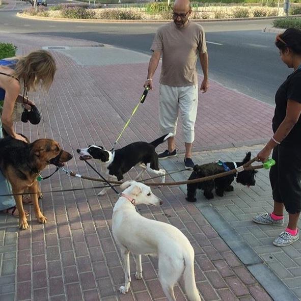 In love with al dog boarding Dubai your kennel and dog hotel alternative