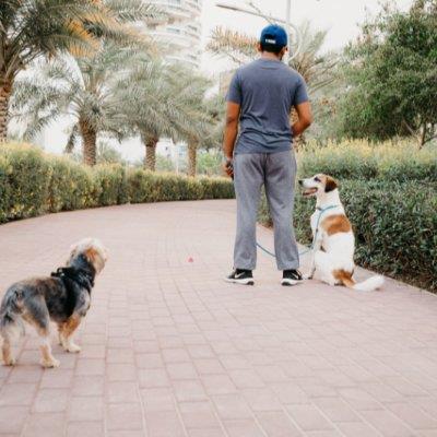 Your Furchild's dog boarding Dubai your kennel and dog hotel alternative