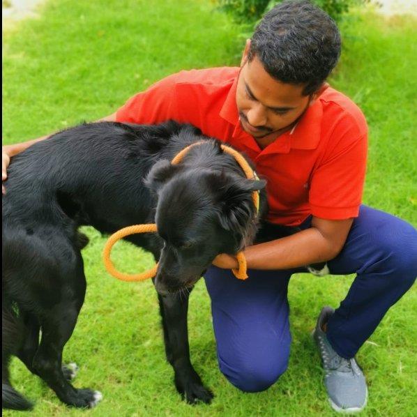 DOG SITTER SERV dog boarding Doha your kennel and dog hotel alternative