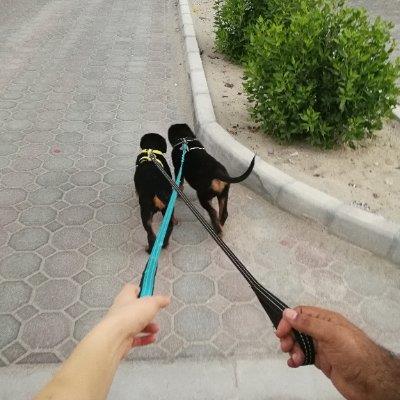 Love Dogs & Cats dog boarding Abu Dhabi better than kennels and dog hotels