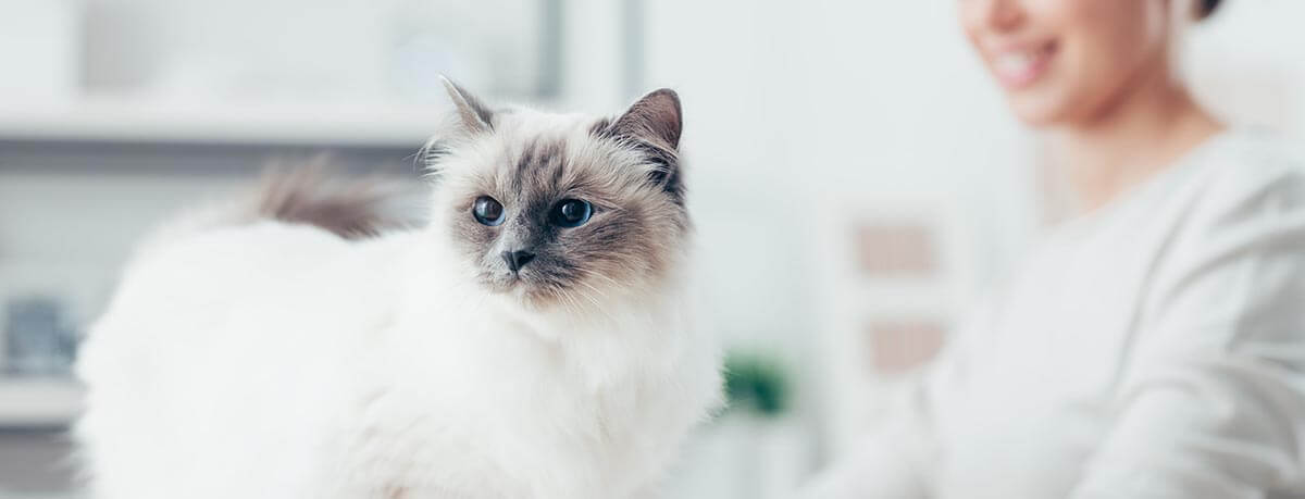 Cat looking away with pet sitter in background