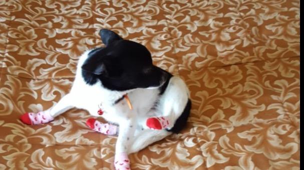 Sabine Dog boarding, Pet Boarding, Dog Walking and Pet Sitting.