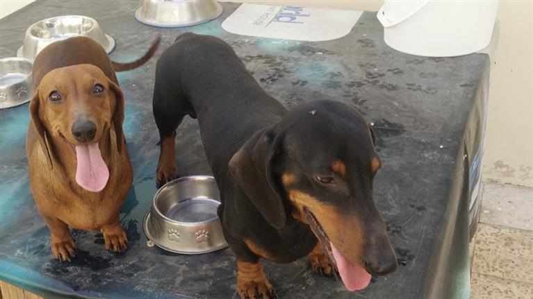 Rydle Dog boarding, Pet Boarding, Dog Walking and Pet Sitting.