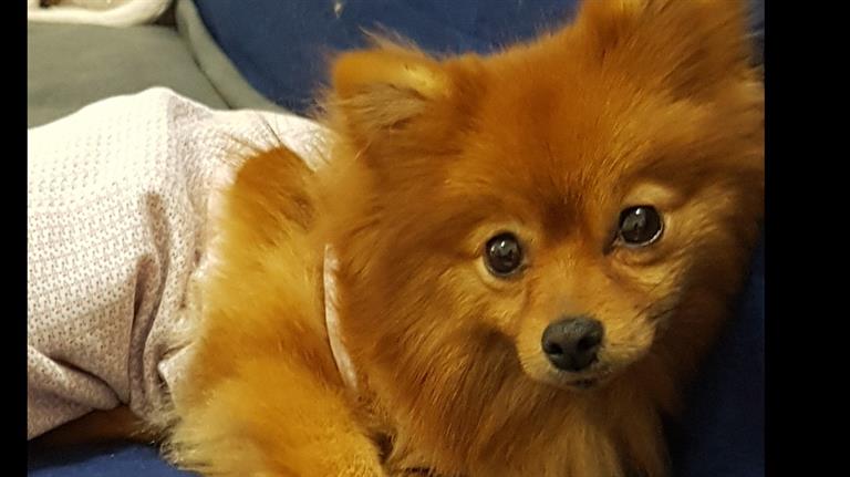 Shum Dog boarding, Pet Boarding, Dog Walking and Pet Sitting.