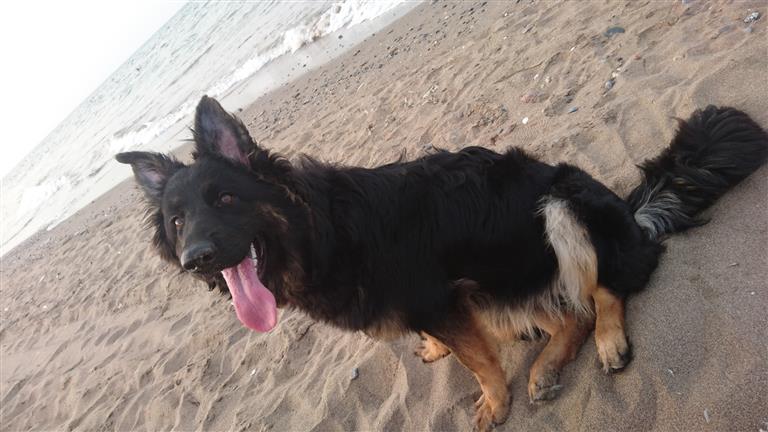 Ahmed  Dog boarding, Pet Boarding, Dog Walking and Pet Sitting.