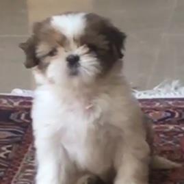 Nazanin Pet hotel experience in real homes! 2