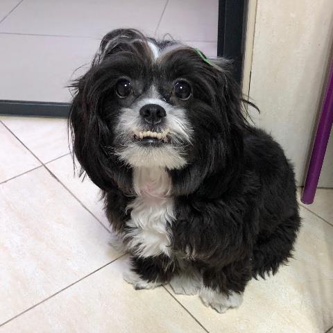 Monica Pet hotel experience in real homes! 1