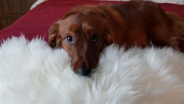 Kalram Dog boarding, Pet Boarding, Dog Walking and Pet Sitting.