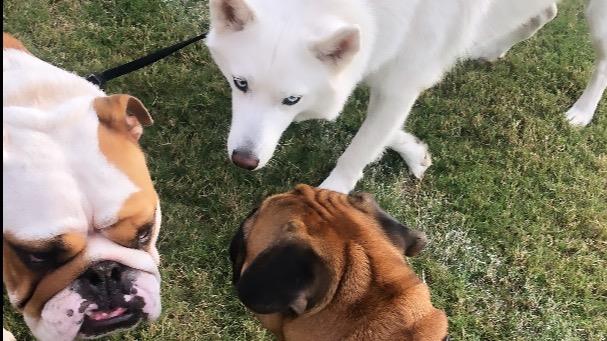 KATIE Dog boarding, Pet Boarding, Dog Walking and Pet Sitting.