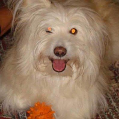 Shikha  Pet hotel experience in real homes! 3
