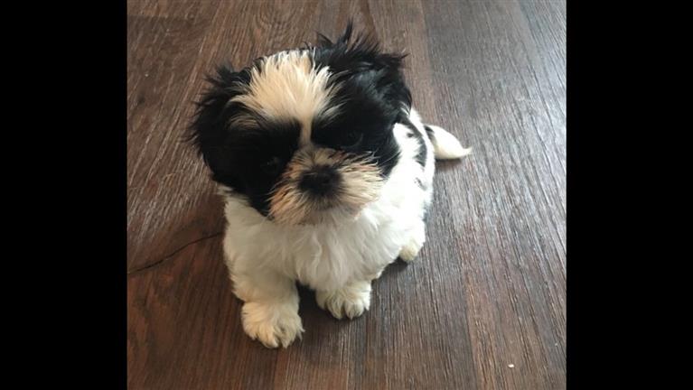 Minimol Dog boarding, Pet Boarding, Dog Walking and Pet Sitting.