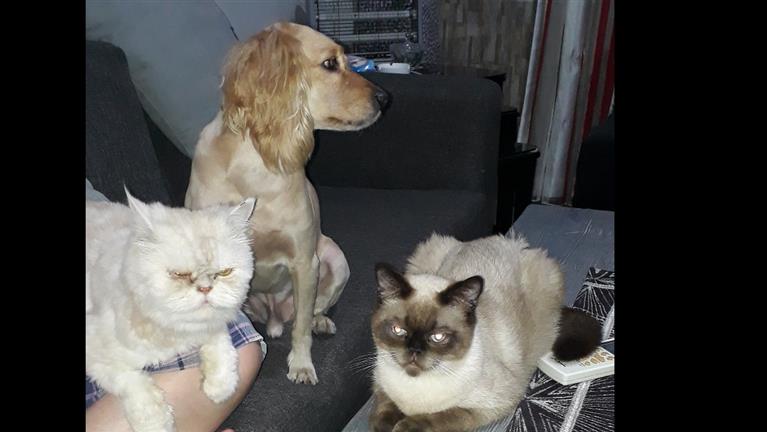 Nada Dog boarding, Pet Boarding, Dog Walking and Pet Sitting.