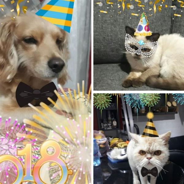 Nada Pet hotel experience in real homes! 3