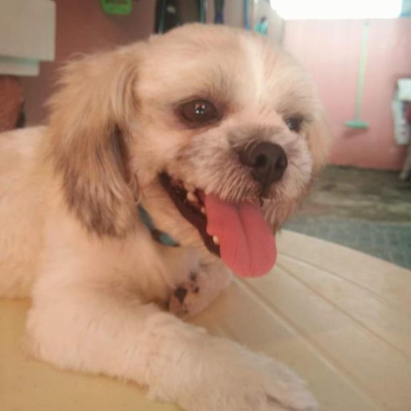 Katrina Pet hotel experience in real homes! 3