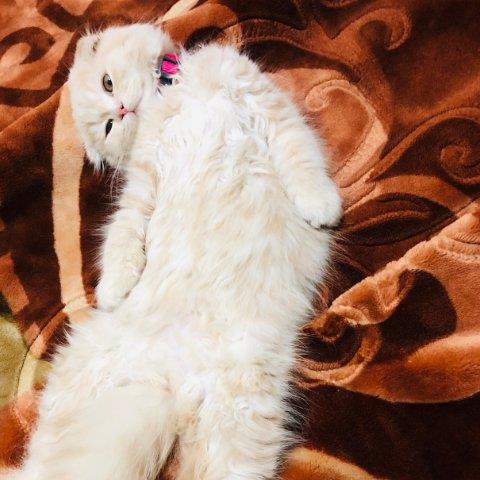 Dilmi Pet hotel experience in real homes! 2