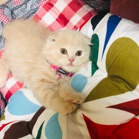 Dilmi Pet hotel experience in real homes! 3
