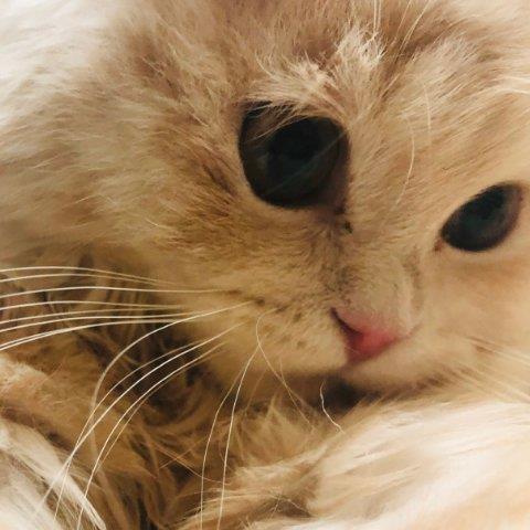 Dilmi Pet hotel experience in real homes! 4