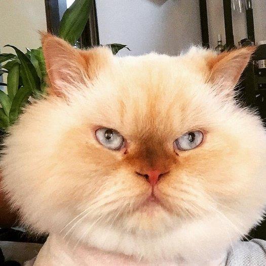 Raouf Pet hotel experience in real homes! 2