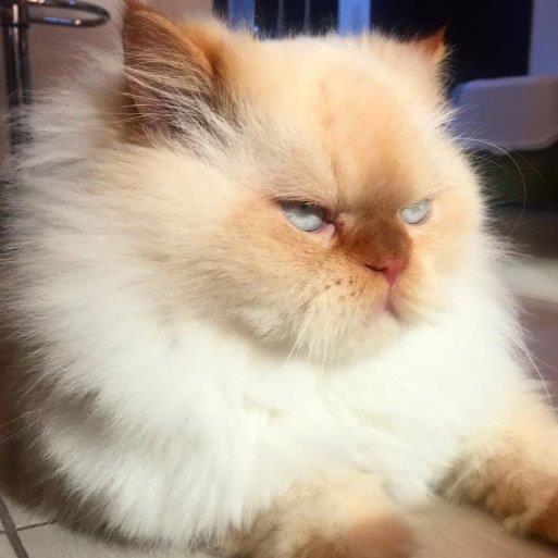 Raouf Pet hotel experience in real homes! 3