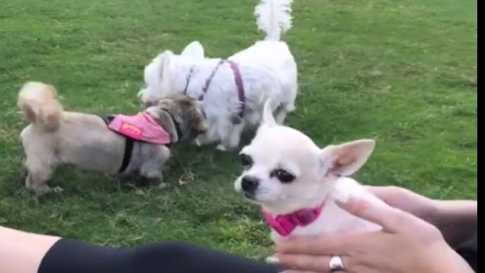 Emma Dog boarding, Pet Boarding, Dog Walking and Pet Sitting.