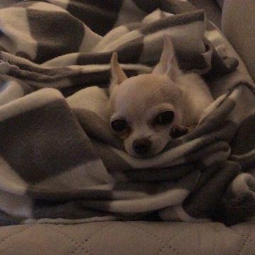 Emma Pet hotel experience in real homes! 2