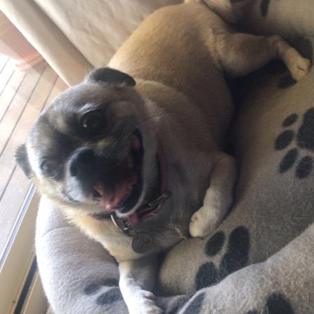 Emma Pet hotel experience in real homes! 3