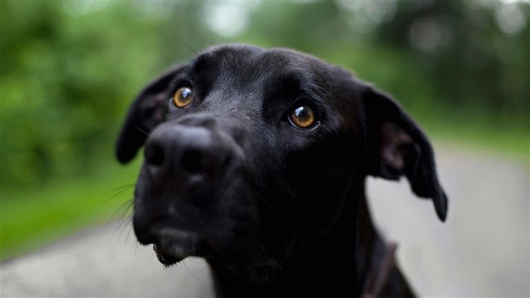 Can Dog boarding, Pet Boarding, Dog Walking and Pet Sitting.