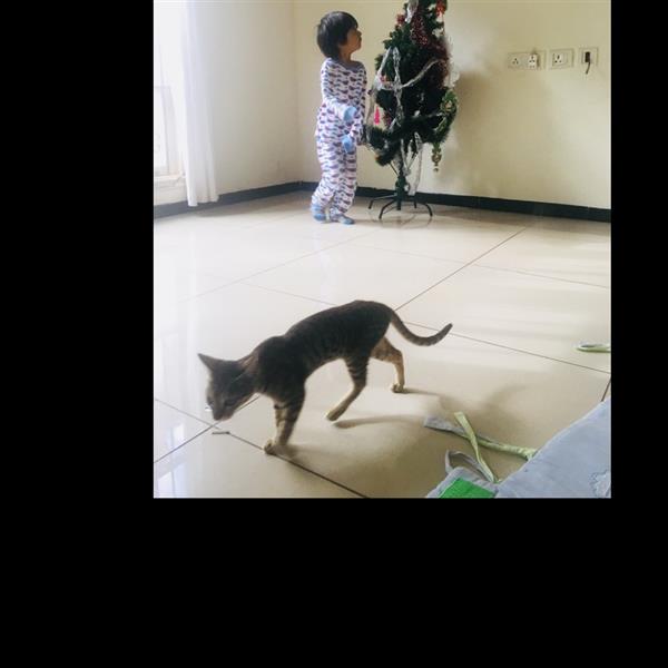Parika Pet hotel experience in real homes! 1