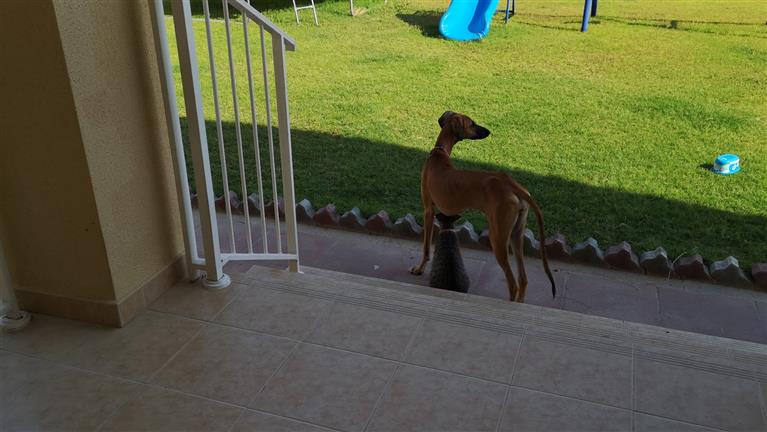 Leigh Dog boarding, Pet Boarding, Dog Walking and Pet Sitting.