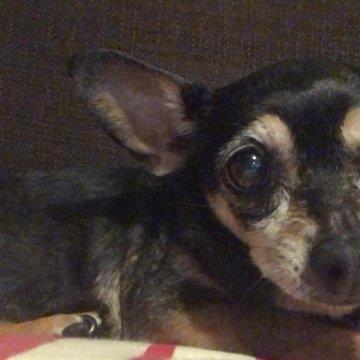 Leigh Pet hotel experience in real homes! 1