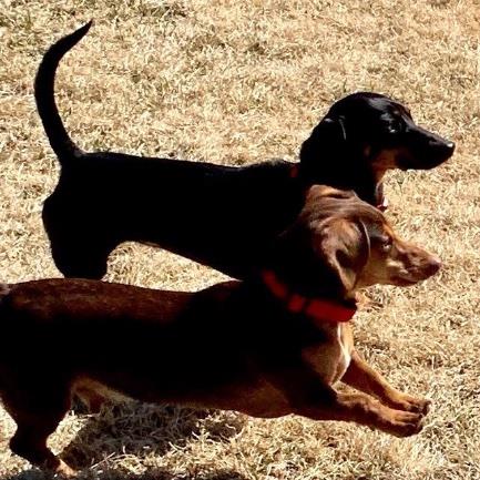 Leigh Pet hotel experience in real homes! 2