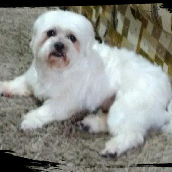 Camila Helene  Pet hotel experience in real homes! 1