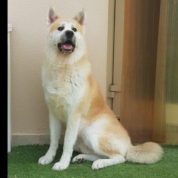 Camila Helene  Pet hotel experience in real homes! 2