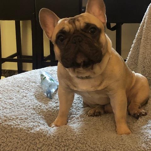 Lauren  Pet hotel experience in real homes! 3