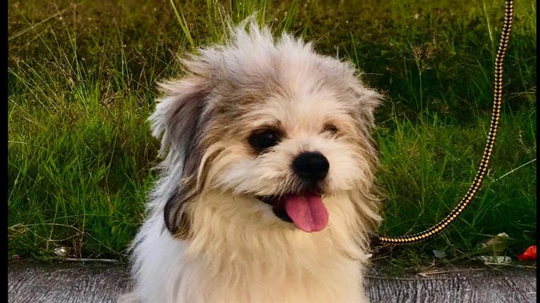 Camille Dog boarding, Pet Boarding, Dog Walking and Pet Sitting.