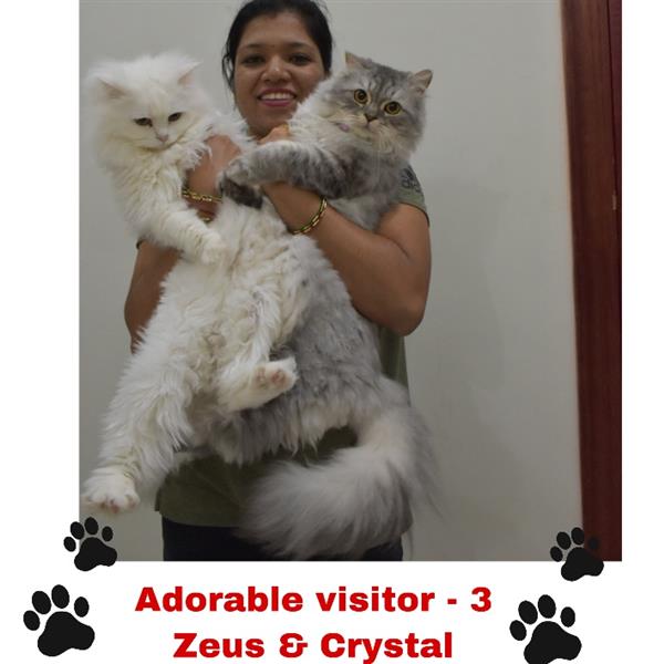 Shwetha Pet hotel experience in real homes! 4