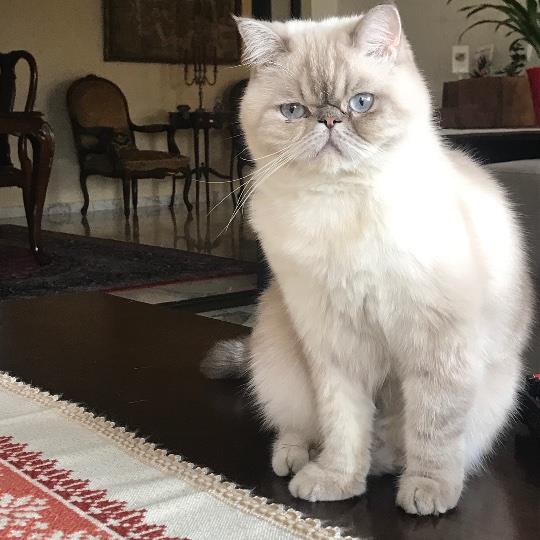 Maryse Pet hotel experience in real homes! 2