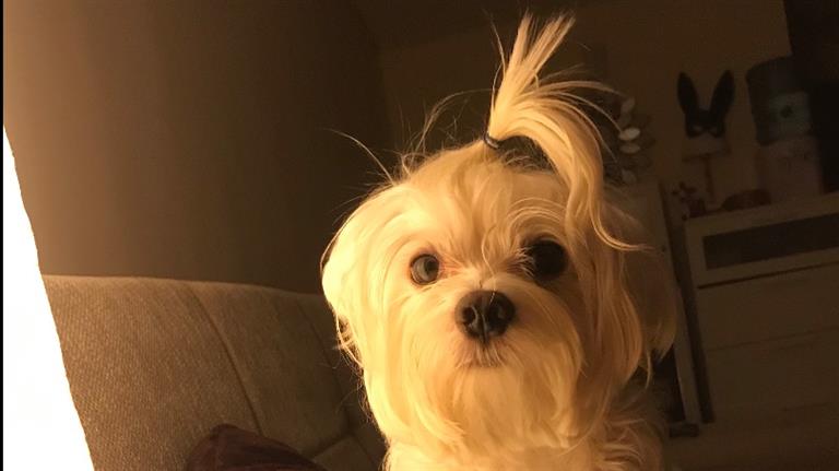 Jenniefer Dog boarding, Pet Boarding, Dog Walking and Pet Sitting.