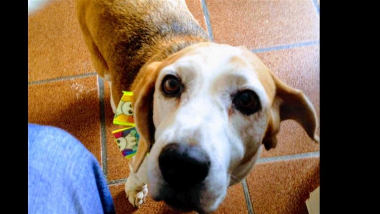 Adriely Dog boarding, Pet Boarding, Dog Walking and Pet Sitting.