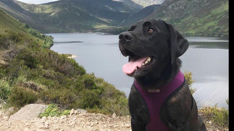 Sophie Dog boarding, Pet Boarding, Dog Walking and Pet Sitting.