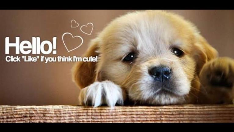 Prayas Dog boarding, Pet Boarding, Dog Walking and Pet Sitting.