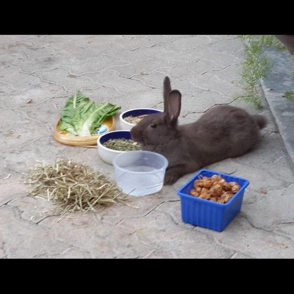 Antony Pet hotel experience in real homes! 1