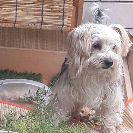Antony Pet hotel experience in real homes! 3