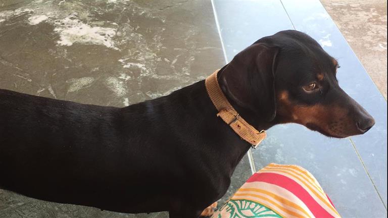 Satvika Dog boarding, Pet Boarding, Dog Walking and Pet Sitting.