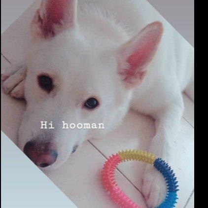 Manny Pet hotel experience in real homes! 1