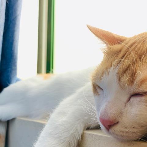 Nimesh Pet hotel experience in real homes! 1