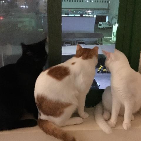 Nimesh Pet hotel experience in real homes! 2