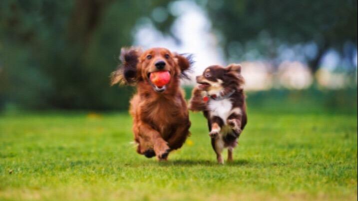 Manuela Dog boarding, Pet Boarding, Dog Walking and Pet Sitting.