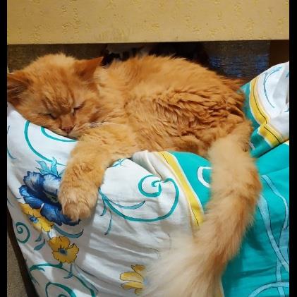 Maryna  Pet hotel experience in real homes! 2